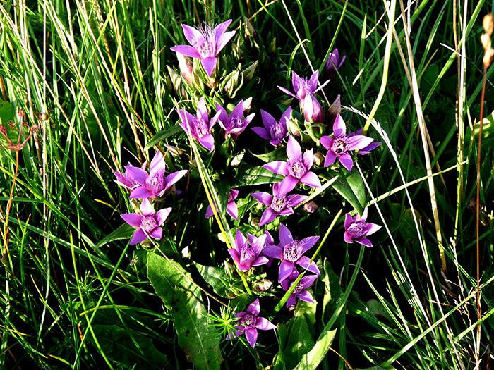 Scopri di più sull'articolo E’ la bellezza che ci salva