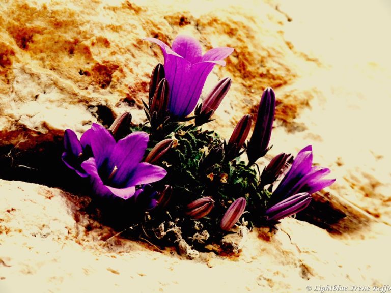 Scopri di più sull'articolo COPIA E INCOLLA. IMPARARE AD ESSERE UNICI