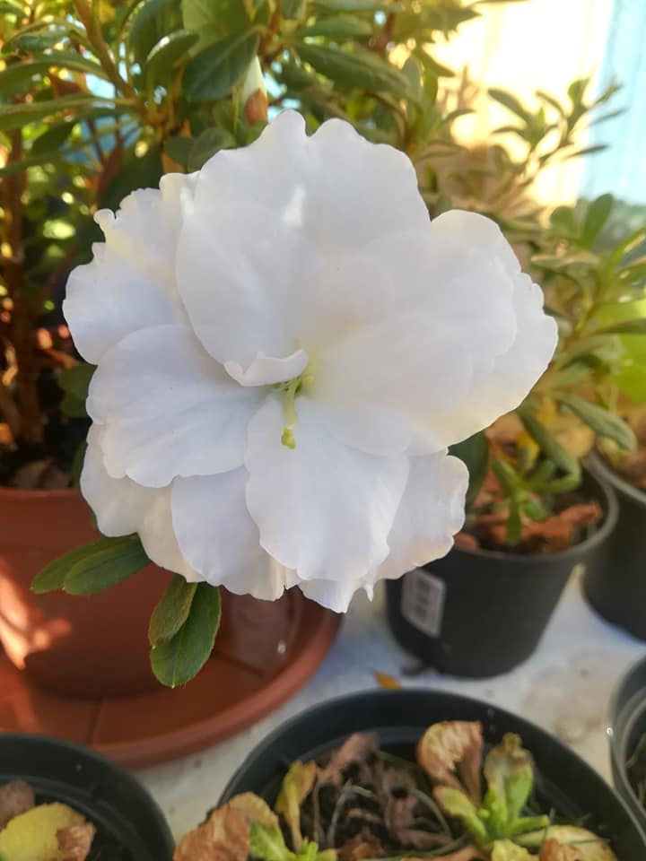 Scopri di più sull'articolo RINASCITE E TALENTI